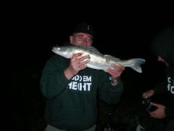Zander im Oktober Zander im Oktober